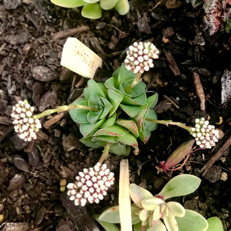 Plant image Crassula socialis