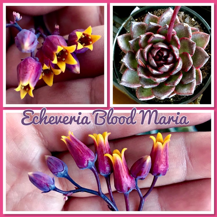 Plant image Echeveria Agavoides Blood Maria