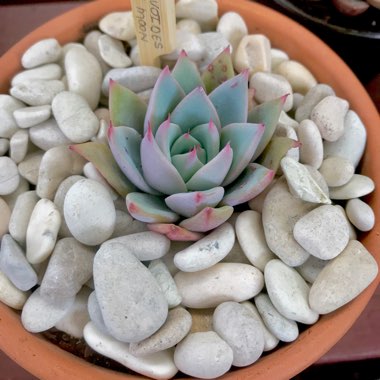 Echeveria Blue Moon