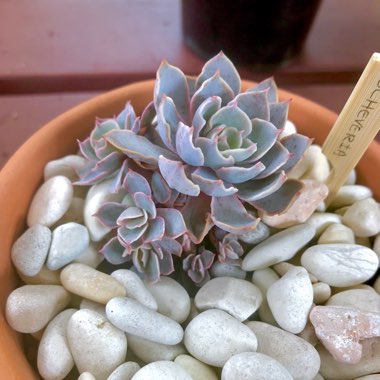 Echeveria Desmetiana v. Subsesslis