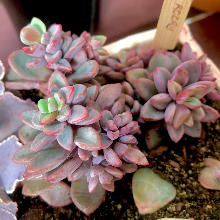 Plant image Echeveria Manaudes