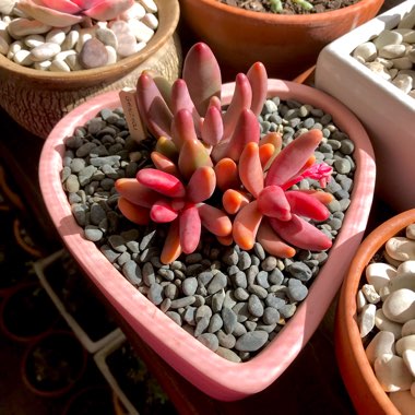 x Pachysedum 'Ganzhou'