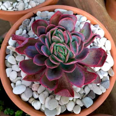 Echeveria Low