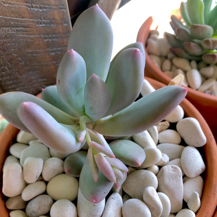 Plant image Pachyphytum