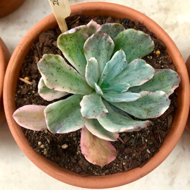 Echeveria Hoveyi