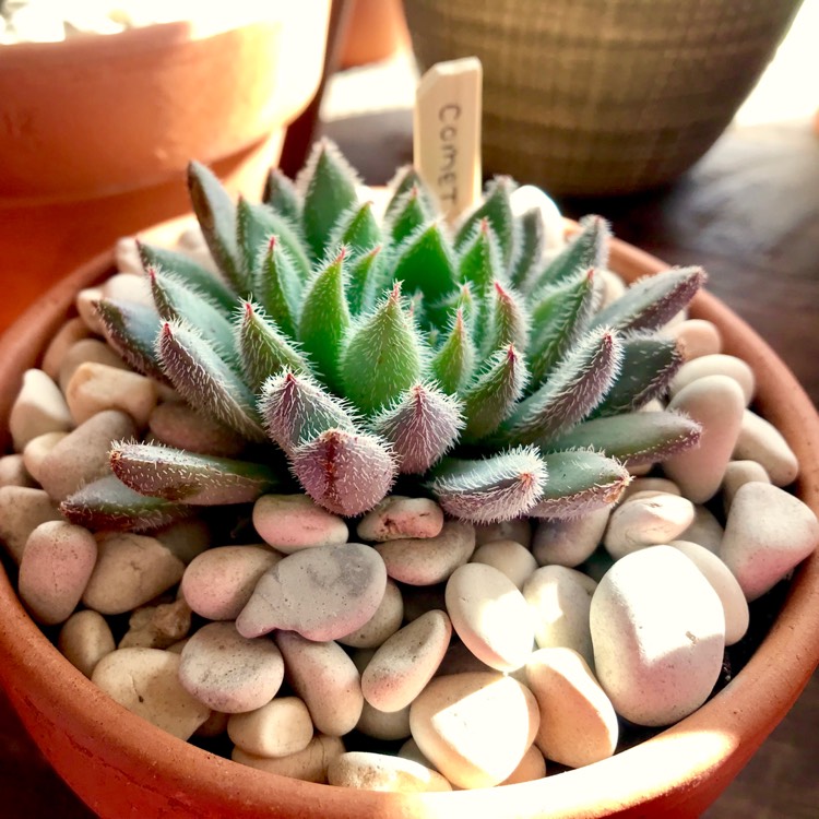 Plant image Echeveria Comet