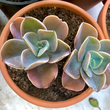 xGraptoveria Flore's Hybrid Pinky