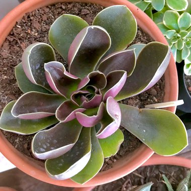 Echeveria Rosularis