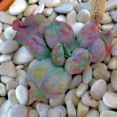 Echeveria Culibra