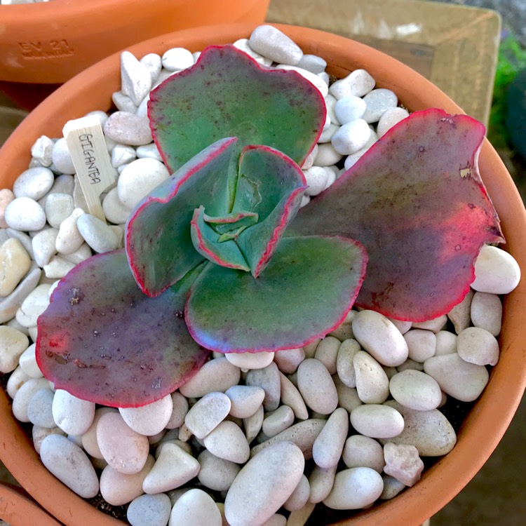 Plant image Echeveria Gigantea Sp.