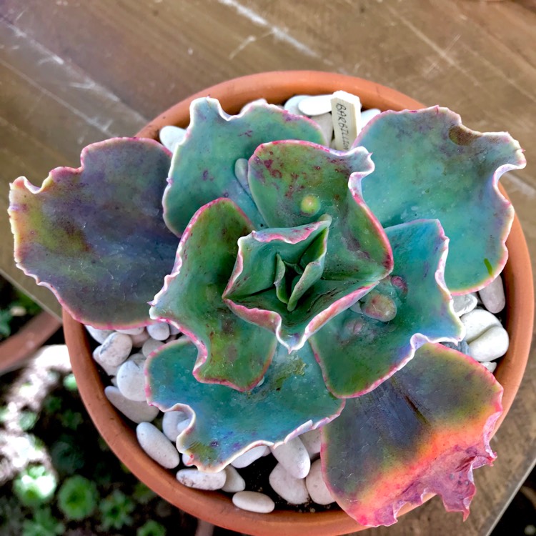 Plant image Echeveria Barbillion