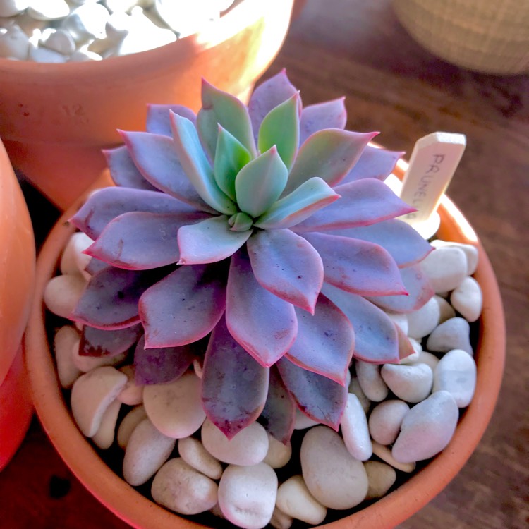 Plant image Echeveria Prunella