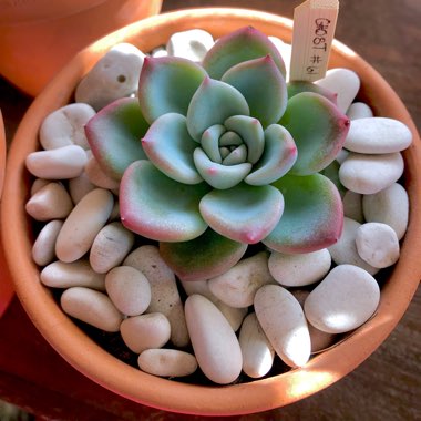 Echeveria