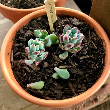 Sedum Commixtum