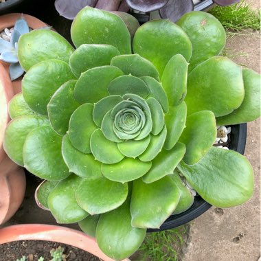 Aeonium Cuneatum