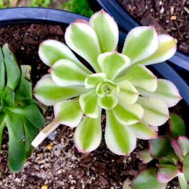 Aeonium Arboreum Albovariegatum