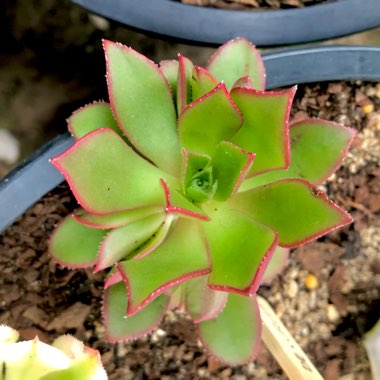 Aeonium Decorum