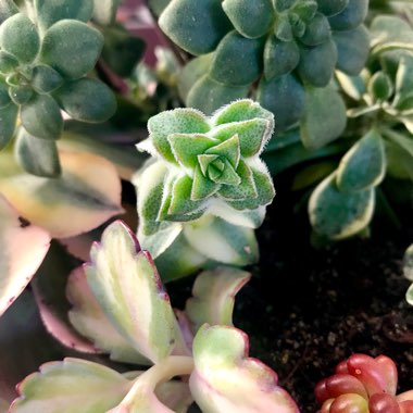 Crassula Perforata Variegata