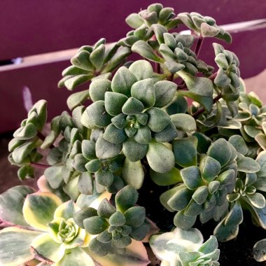 Aeonium Lindleyi v. Lindleyi