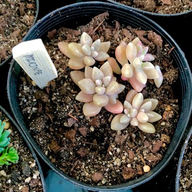 Graptopetalum Mirinae