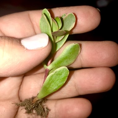 Crassula platyphylla variegated