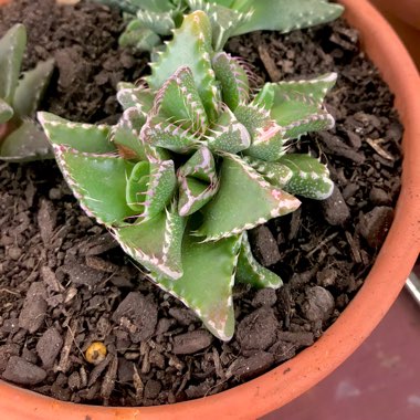 Faucaria felina ssp. tuberculosa