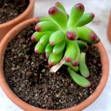 Sedum 'Pachyphyllum Hybrid