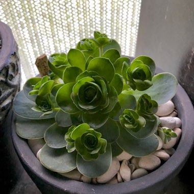 Aeonium Aureum