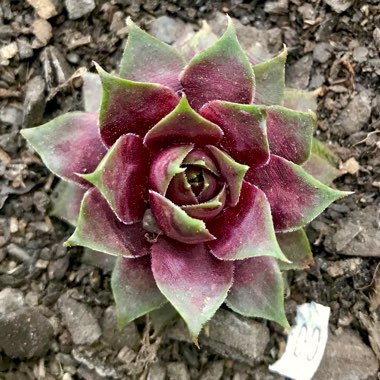 Sempervivum VJ10