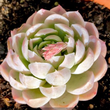 Echeveria Elegans Alba