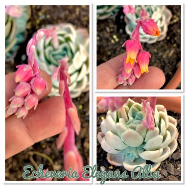 Echeveria Elegans Alba