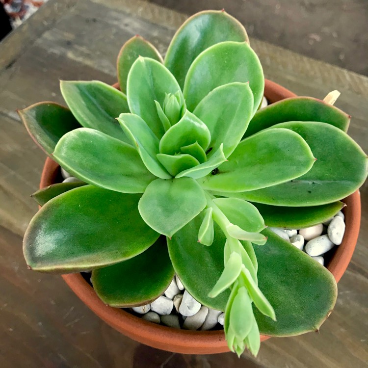 Plant image Echeveria Golden Glow