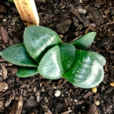 Haworthia emelyae var. comptoniana