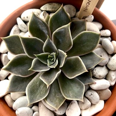 Echeveria Mensa