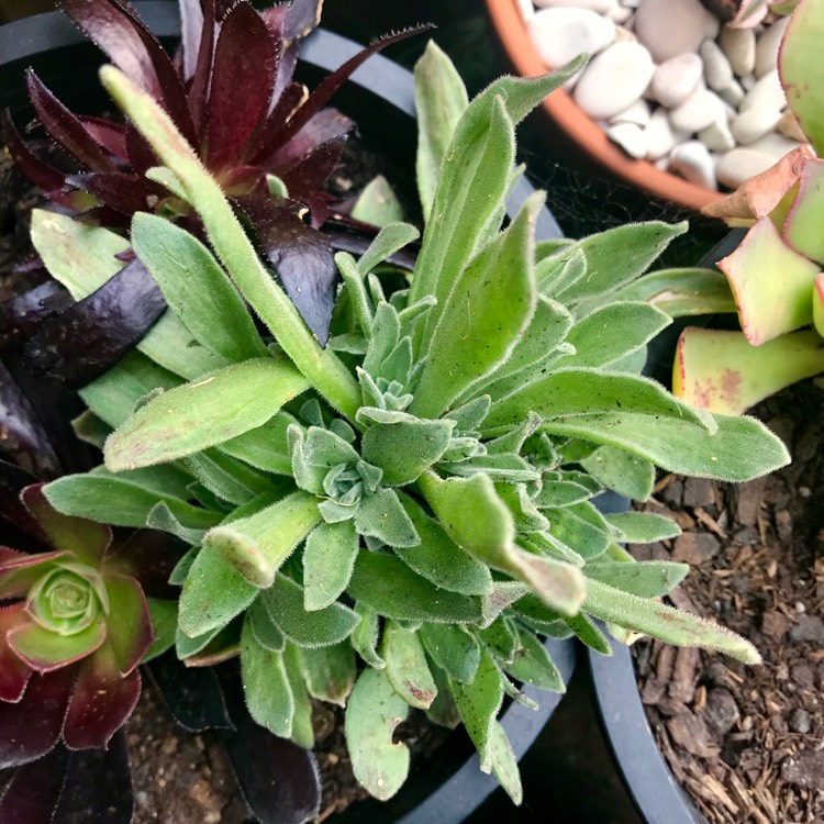 Plant image Aeonium Ballerina