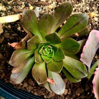 Aeonium Bronze Medal