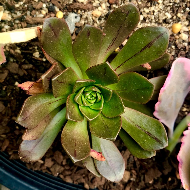 Plant image Aeonium Bronze Medal