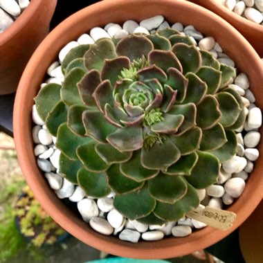 Echeveria Brown Rose