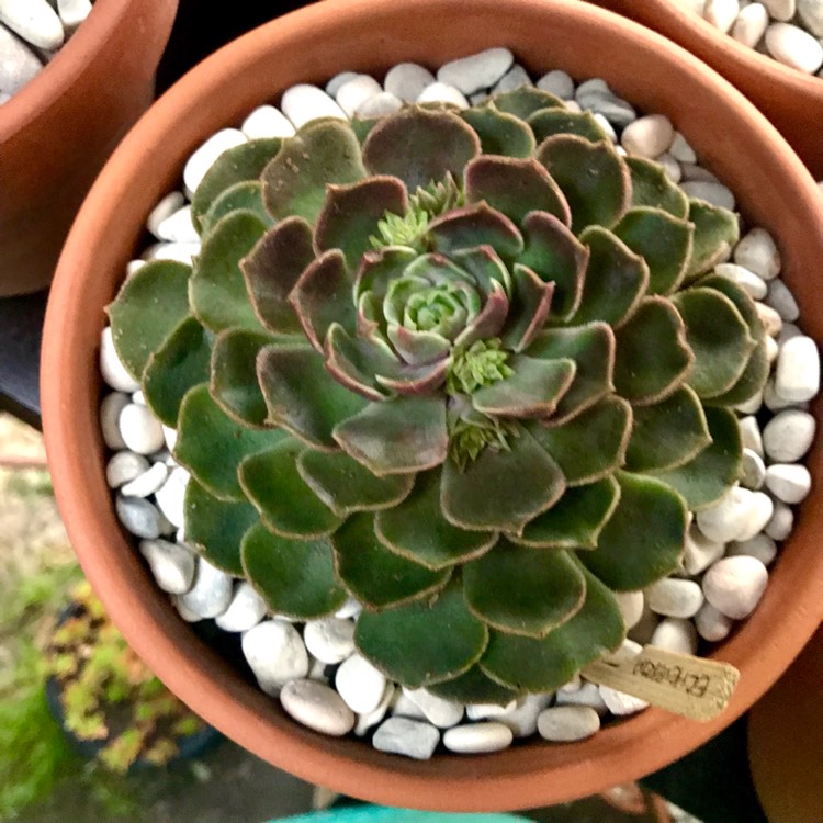 Plant image Echeveria Brown Rose