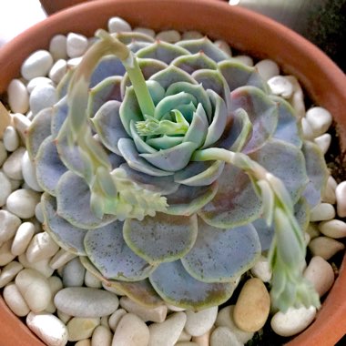 Echeveria Blue Surprise