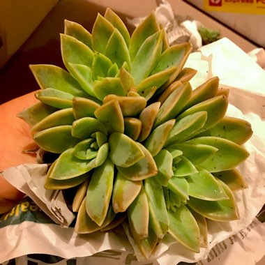 xGraptoveria Manda