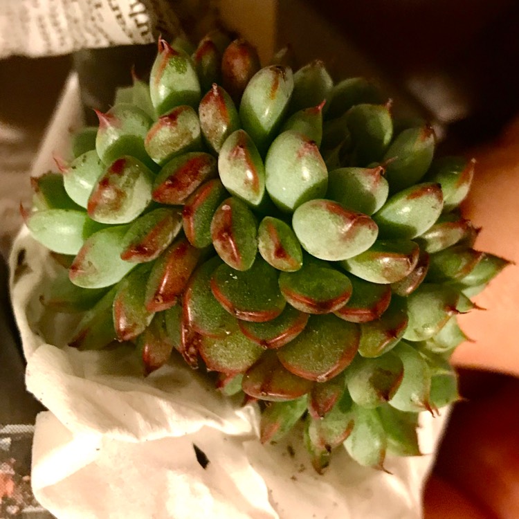 Plant image Echeveria Vincent Catto Asia Form