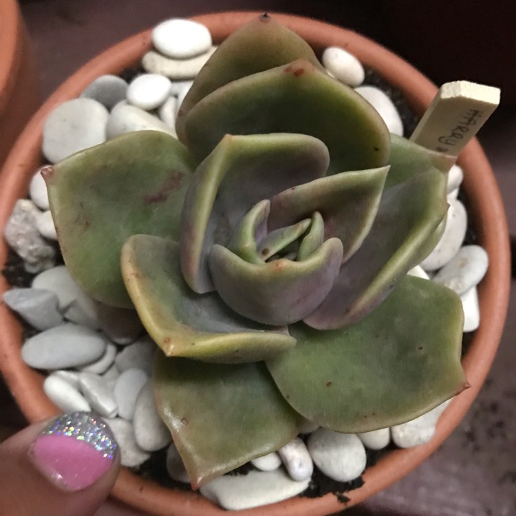 Plant image xGraptoveria Harry Watson