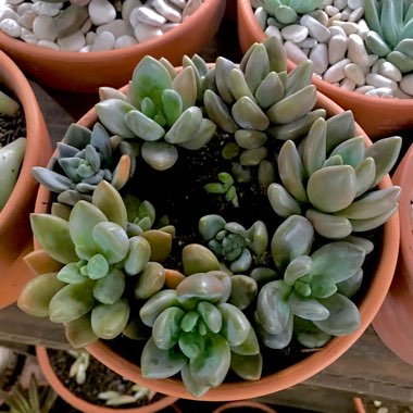 xSedeveria Blue Mist