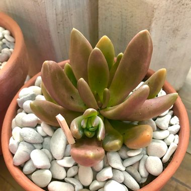 x Pachyveria Flambeau