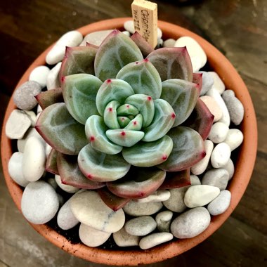 Echeveria Champagne