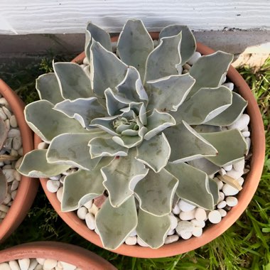 Echeveria Bustamante