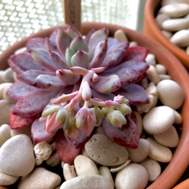 Echeveria Violet Magic