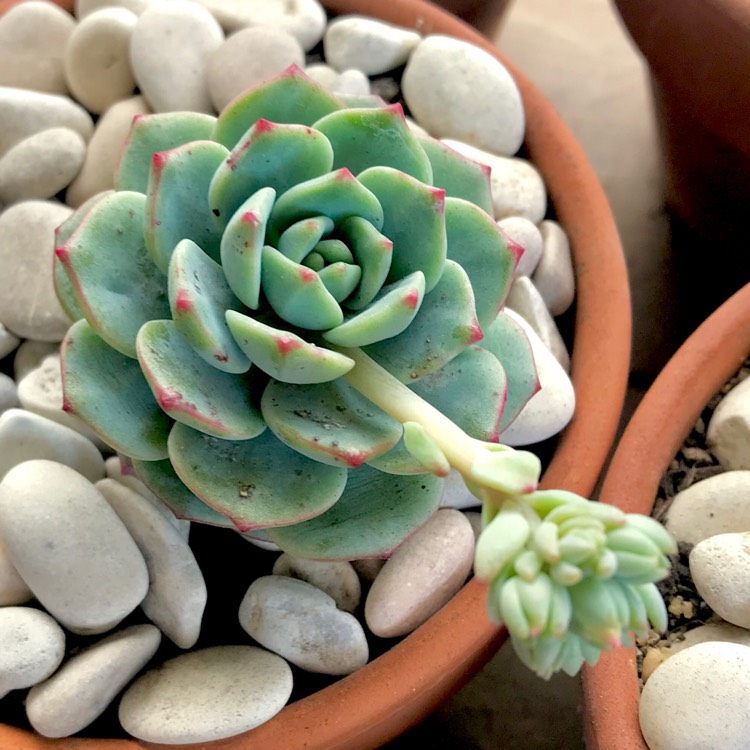 Plant image xSedeveria Pudgy