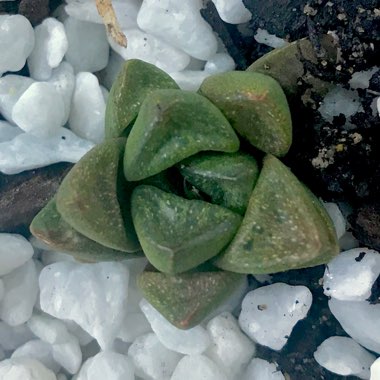 Haworthia turgida var. suberecta